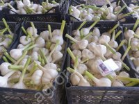 <strong>Чеснок</strong> молодой
