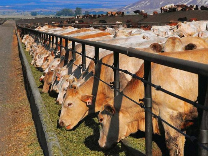 Россия увеличила производство мяса на 3 млн тонн