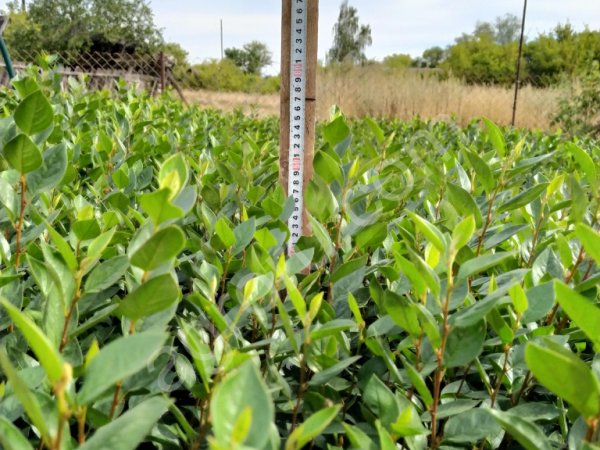 Сеянцы кизильника блестящего