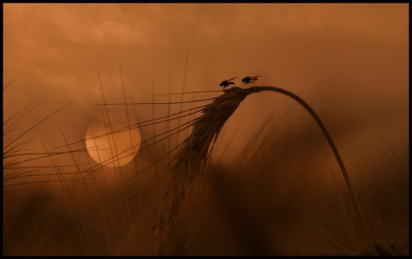 Обсуждая с фермерами будущее сои в Челябинской области