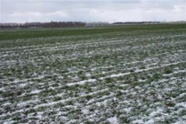 Германия: прогноз производства пшеницы будет снижен?