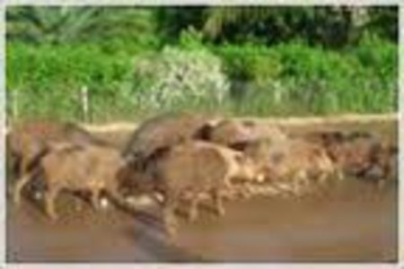 Испания. Свиноводство на Майорке находится в состоянии упадка