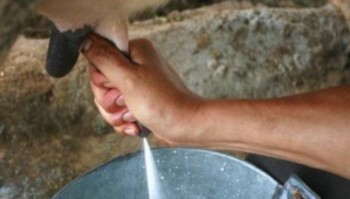 Волгоградская область: молочных рек нет, ручьи мелеют…