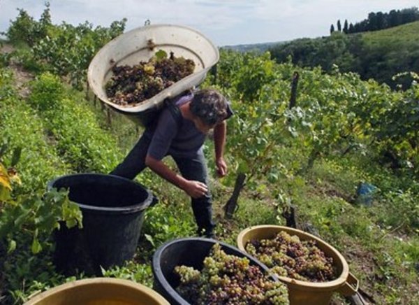 Китай хочет выращивать овощи в Румынии