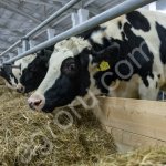 Молочные породы телок черно-пестрой породы КРС оптом от 30 голов