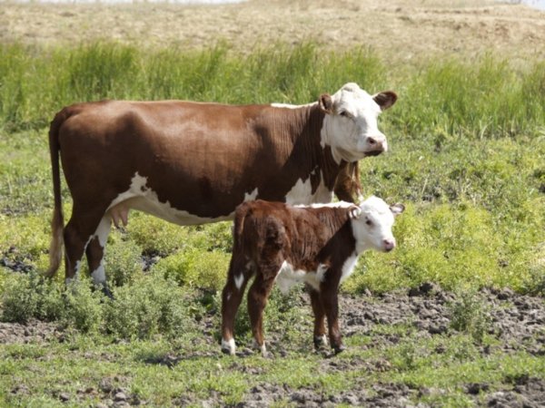 Neelsen Agrar создает новый банк
