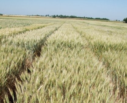 На биржевом рынке Украины к 27 ноября т.г. было продано более 13,5 млн. тонн зерновых культур урожая 2009 года