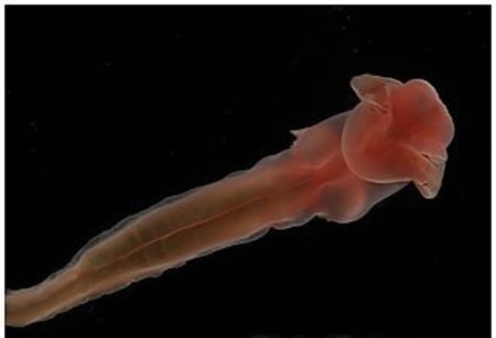 Новые необычные создания были обнаружены на дне океана