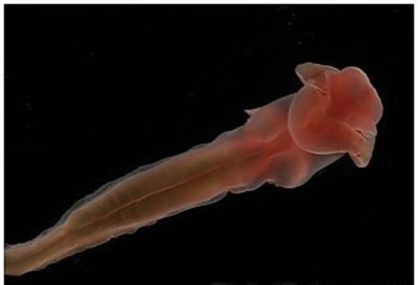 Новые необычные создания были обнаружены на дне океана