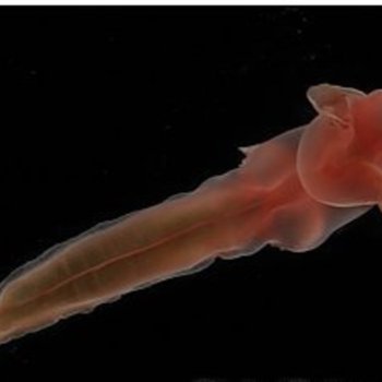 Новые необычные создания были обнаружены на дне океана