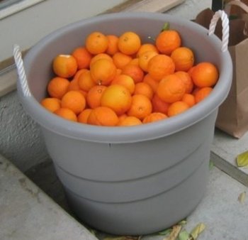 Семимиллиардному жителю Земли подарили тонну апельсинов