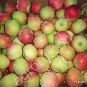 Яблоки Женева Эрли оптом