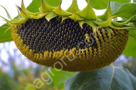 Семена подсолнечника гибрид Сингента