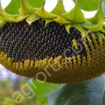 Семена подсолнечника гибрид Сингента