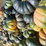 Тыква Мускат де Прованс