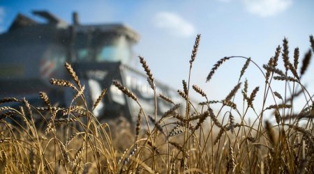 Для мукомолов создадут интервенционный фонд, - Краткий обзор рынка зерна