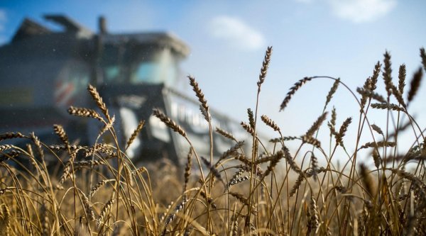 Для мукомолов создадут интервенционный фонд, - Краткий обзор рынка зерна