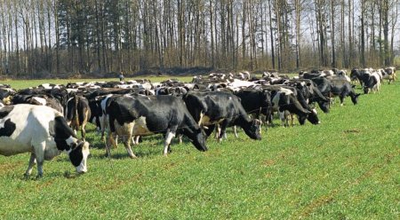 В Омской области увеличат заготовку кормовых культур