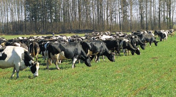 В Омской области увеличат заготовку кормовых культур