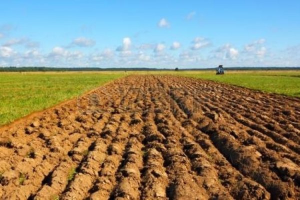 Мафия в сельском хозяйстве