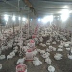 Куры бройлеры Кобб 500 живым весом