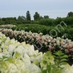 Саженцы гортензии с ОКС