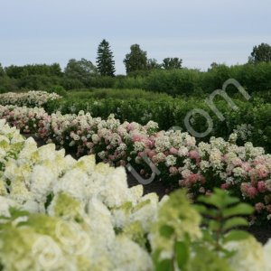 Саженцы гортензии с ОКС