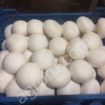 Шампиньоны