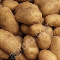 КАРТОФЕЛЬ ОТ ПРОИЗВОДИТЕЛЯ
