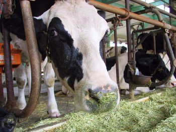 Новоселье на молочной ферме