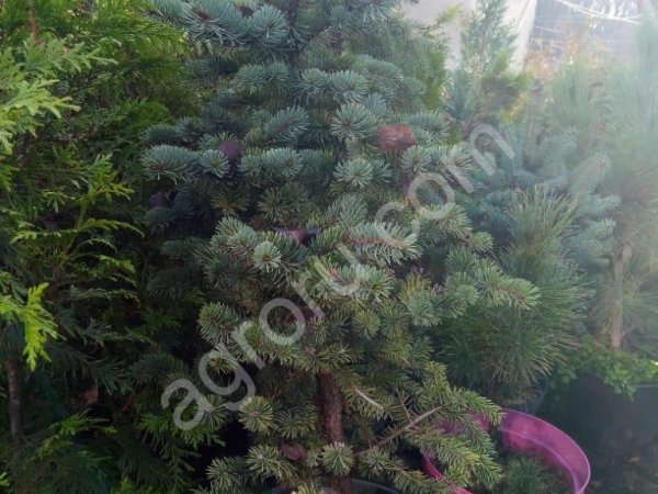 Саженцы хвойных растений