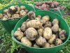 Новгородские фермеры планируют собрать рекордный урожай овощей