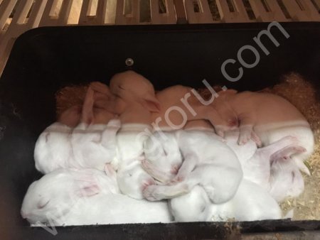 Кролики мясных пород французский Хи-Плюс (Hy-Plus)