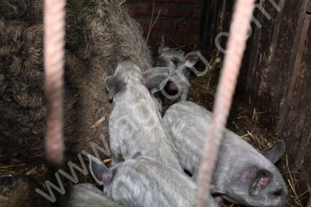 Венгерская пуховая мангалица