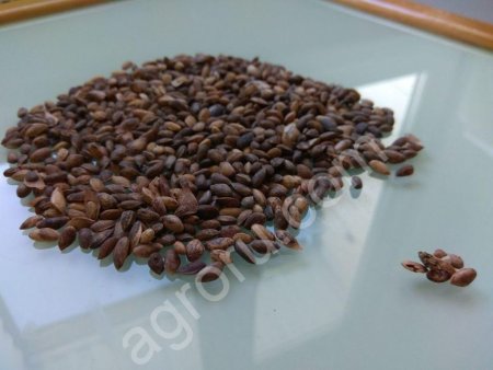 Семена сосны обыкновенной.