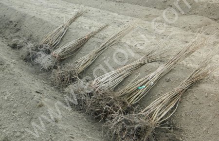 саженцы смородины