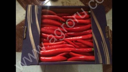 Свежий Перец Чили
