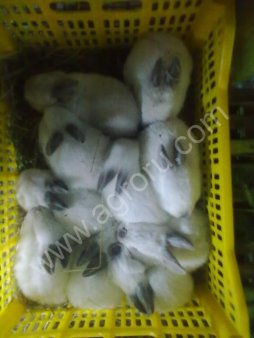 Кролики Калифорнийской породы