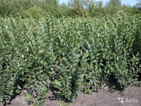 кизильник блестящий