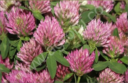 Трава клевера лугового