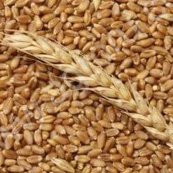 пшеница ячмень нут <span>соя</span> семечки