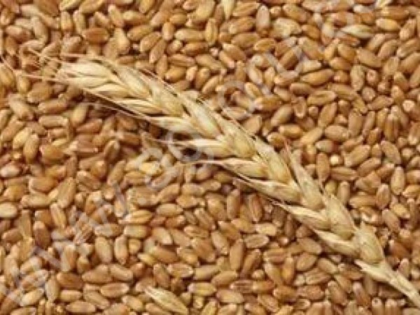 Пшеница, ячмень, нут, соя, семечки