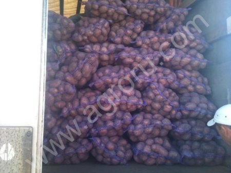 Картофель оптом