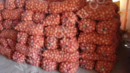 Лук оптом с производства