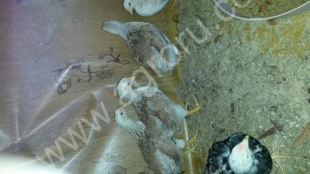 цыплят загор. лососевой и синь-синь-дянь