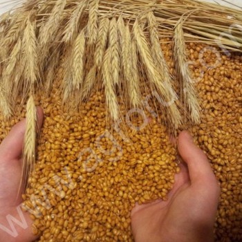 зерно био пшеница полба спельта рожь овёс <span>ячмень</span> и др