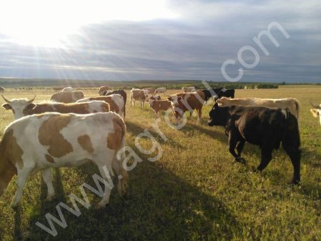 Оптом живая скотина