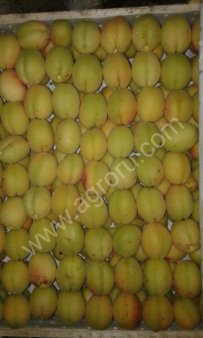 Абрикосы сорта Шалах