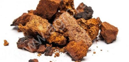 грибы дикоросы