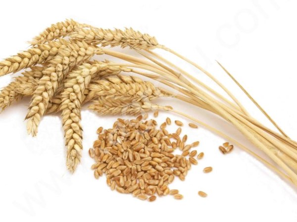 Пшеница 3,4 кл.